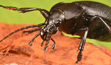 Lederlaufkäfer (8).jpg